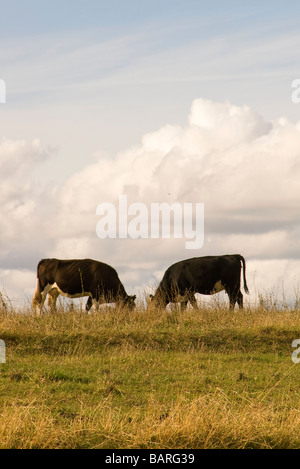 two cows are grazing in the meadow Stock Photo