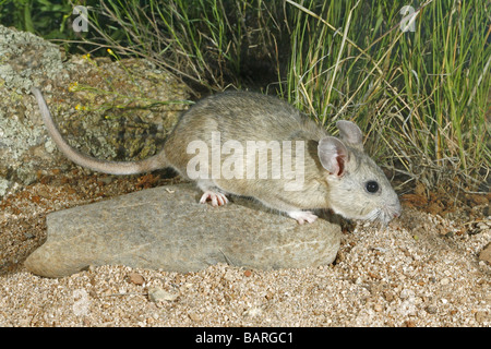 Young Western White-throated Woodrat searches for seeds on desert floor. Stock Photo