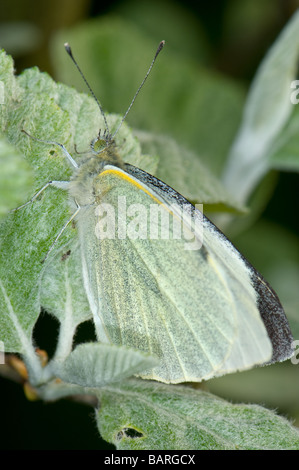 Close-up of a Large (cabbage) White butterfly resting on a light green leaf in good camouflage. Stock Photo