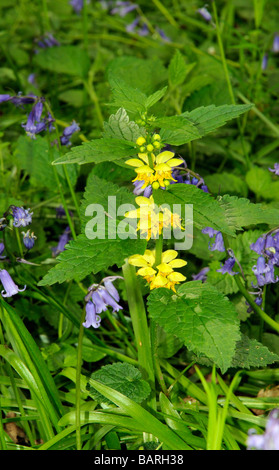 Yellow figwort  Scrophularia vernalis growing in a woodland southern England UK Stock Photo
