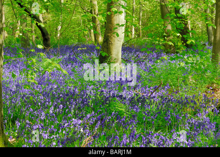 Bluebell woods on North Downs, Surrey Stock Photo