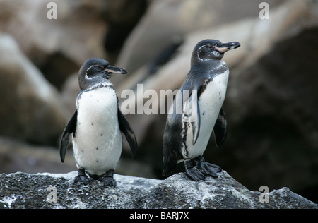 Galapagos Penguins, Spheniscus mendiculus, Punta Vicente Roca, Isabela (Albermarle) Island, Galapagos Islands, Ecuador Stock Photo