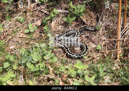 adder vipera berus male snake basking in the sun in the early morning Stock Photo