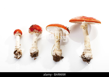 Fly agaric mushrooms (Amanita muscaria) Stock Photo