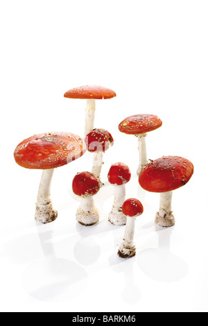 Fly agaric mushrooms (Amanita muscaria) Stock Photo