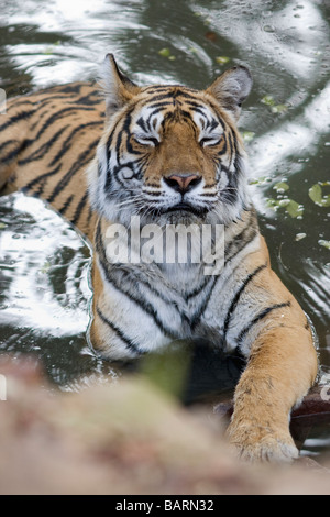 A Bengal tigress cooling during summers in a water hole at Ranthambore Tiger reserve, India. ( Panthera Tigris ) Stock Photo