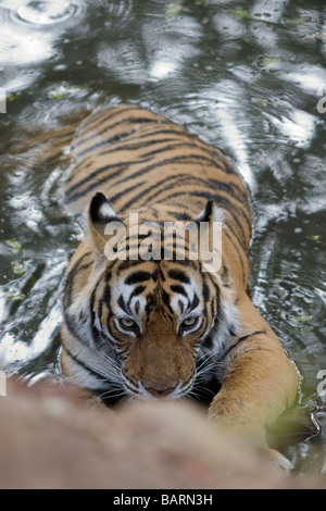 A close up of Bengal Tigress machali cooling at Ranthambore Tiger reserve, India.  ( Panthera tigirs ) Stock Photo