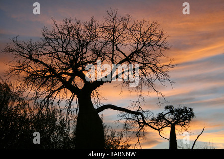 Baobab Trees In Silhouette At Sunrise, Spiny Forest, Ifaty, Madagascar Stock Photo