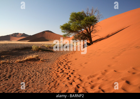 Camel Thorn Tree Acacia erioloba At The Base Of Dune 45, Sossusvlei, Namibia, Africa Stock Photo