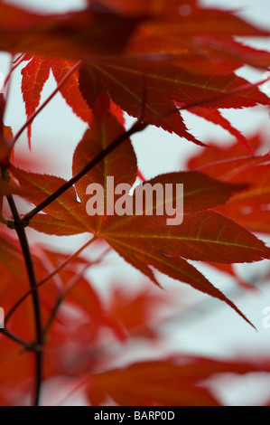 Red leafs of a Japanese Maple closeup Stock Photo