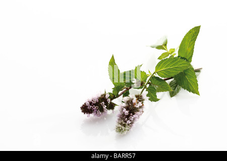 Blooming peppermint ((Mentha x piperita) Stock Photo