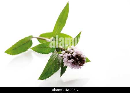 Blooming peppermint ((Mentha x piperita) Stock Photo