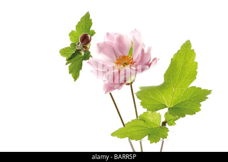 Blossom of fall anemone (Anemone japonica Stock Photo