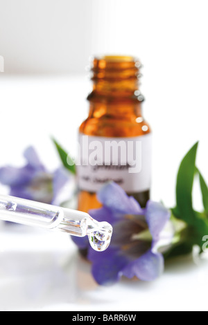 Bottle with Bach Flower Stock Remedy, Gentian (Gentiana) Stock Photo