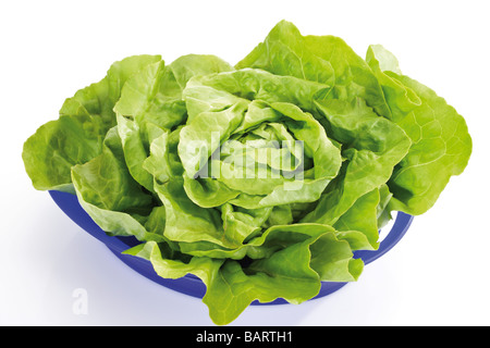 Lettuce (Lactuca sativa var. capitata) in plastic bowl, elevated view Stock Photo
