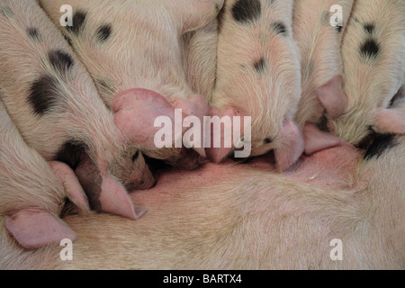 Piglets suckling 'Gloucester Old Spot' pigs Farm Stock Photo