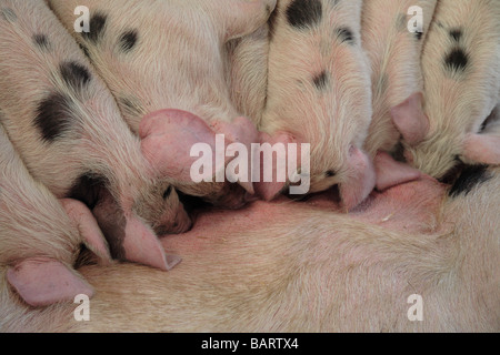 Piglets suckling "Gloucester Old Spot" pigs Farm Stock Photo