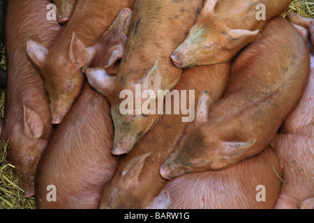 'Sleeping Pigs' Tamworth piglets in a pen at a farm. Stock Photo