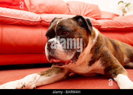 Boxer dog sat on the floor in front of a red leather sofa Stock Photo