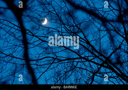 spooky mood, moon at night in forest, Sweden Stock Photo