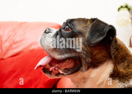 Boxer dog sat on the floor in front of a red leather sofa Stock Photo