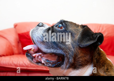 Boxer dog sat on the floor in front of a red leather sofa Stock Photo