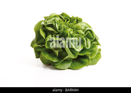 Lettuce (Lactuca sativa var. capitata) Stock Photo