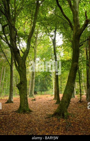 two bent trees framing opening Stock Photo