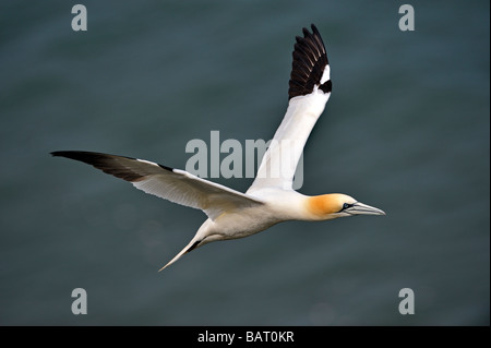 GANNET SULA BASSANA IN FLIGHT. ADULT Stock Photo