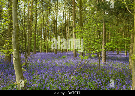 A mass of bluebells in a wood in Warwickshire, England , UK. Stock Photo