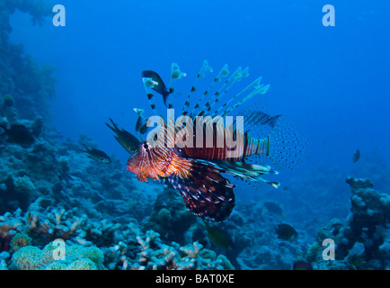 Red Lionfish (Pterois volitans) Stock Photo