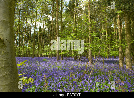 A mass of bluebells in a wood in Warwickshire, England , UK. Stock Photo