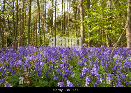 A mass of bluebells in a wood in Warwickshire, England , UK. Stock Photo