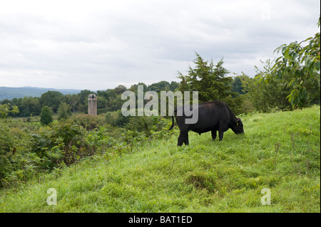 A black Angus cow grazing on a field on a free-range farm in Upstate New York. Stock Photo