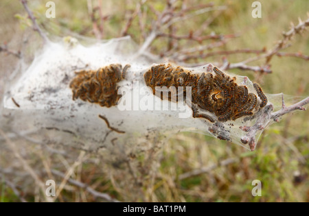 A mass of Brown Tail caterpillars emerging from their protective tent in Spring. Stock Photo