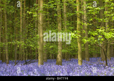 A mass of bluebells in a wood in Warwickshire, England , UK. Stock Photo