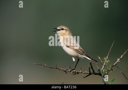 Isabelline Wheatear (Oenanthe isabellina) adult male singing on open perch Lesvos Greece Stock Photo