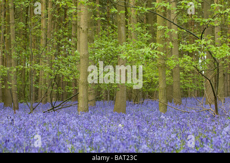 A mass of bluebells in a wood in Warwickshire, England , UK. Stock Photo