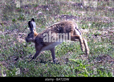Mammals;Hare;'Lepus capensis';Adult running. Stock Photo