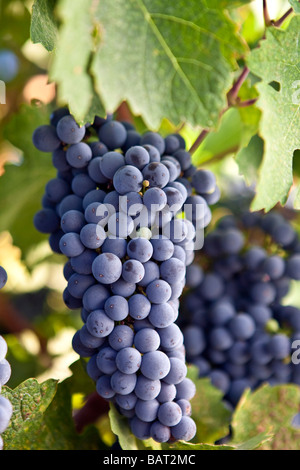 Cabernet Sauvignon grapes growing on the vine Napa California Stock Photo