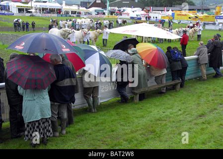 Crowd of spectators watching the judging of beef cattle under umberellas in the rain alongside main ring at an agricultural show Stock Photo