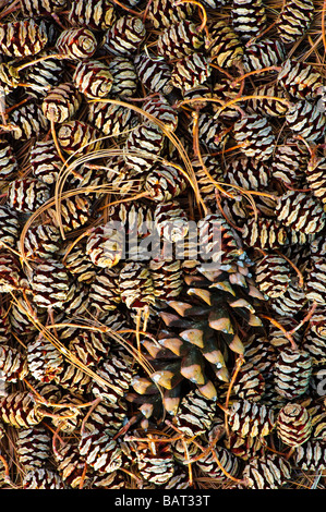 Dawn redwood female pine cones (Metasequoia) with single white pine cone form a graphic pattern. Stock Photo