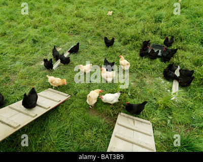 Free-Range chicken roaming around grassy field in on a Organic, Free- Range farm. Stock Photo