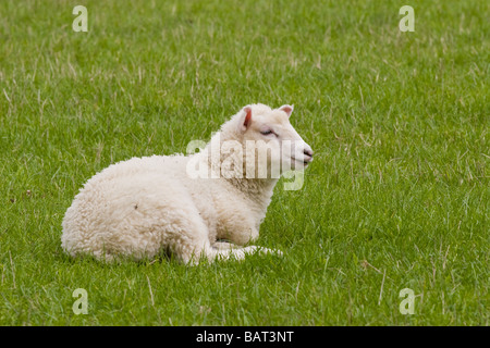 Sheep laying down in a field Stock Photo