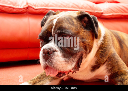 Boxer dog sat on the floor in front of a red leather sofa Stock Photo