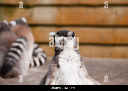 Ring Tailed Lemurs, Blair Drummond Safari Park, Stirling, Scotland Stock Photo