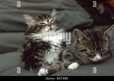 two tabby kittens laying on a coach Stock Photo