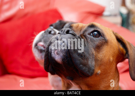 Boxer dog sat on the floor in front of a red leather sofa Stock Photo