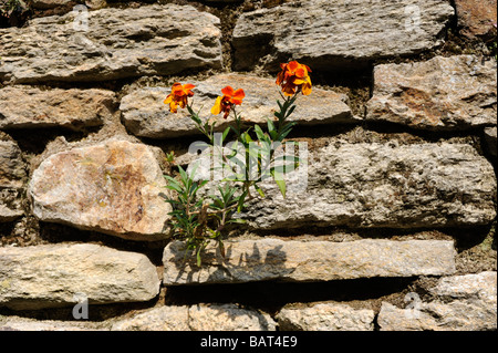 Flower Erysimum cheiri on the wall in Concarneau medieval ville close Brittany Bretagne Finistere France Stock Photo