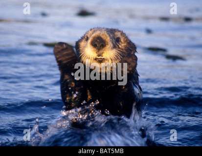 Sea Otter jumps out of the water in Monterey Bay, California. Stock Photo